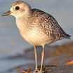 Black-bellied Plover